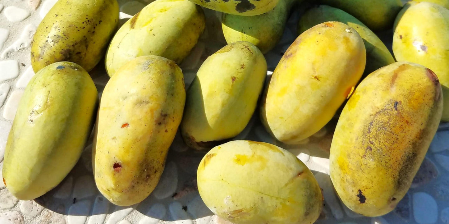 TomorrowSeeds - Paw Paw Tree Seeds - 15+ Count - for 2026 Planting Asimina Triloba North American Custard Apple Banana Papaw Banango Mango USA Native Fruit Trees Perennial Grow Your Own Home Farm
