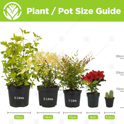 Jacobinia Pauciflora Brazilian Fuchsia Evergreen Perennial Flowering Shrub (20-30cm (Incl. Pot))