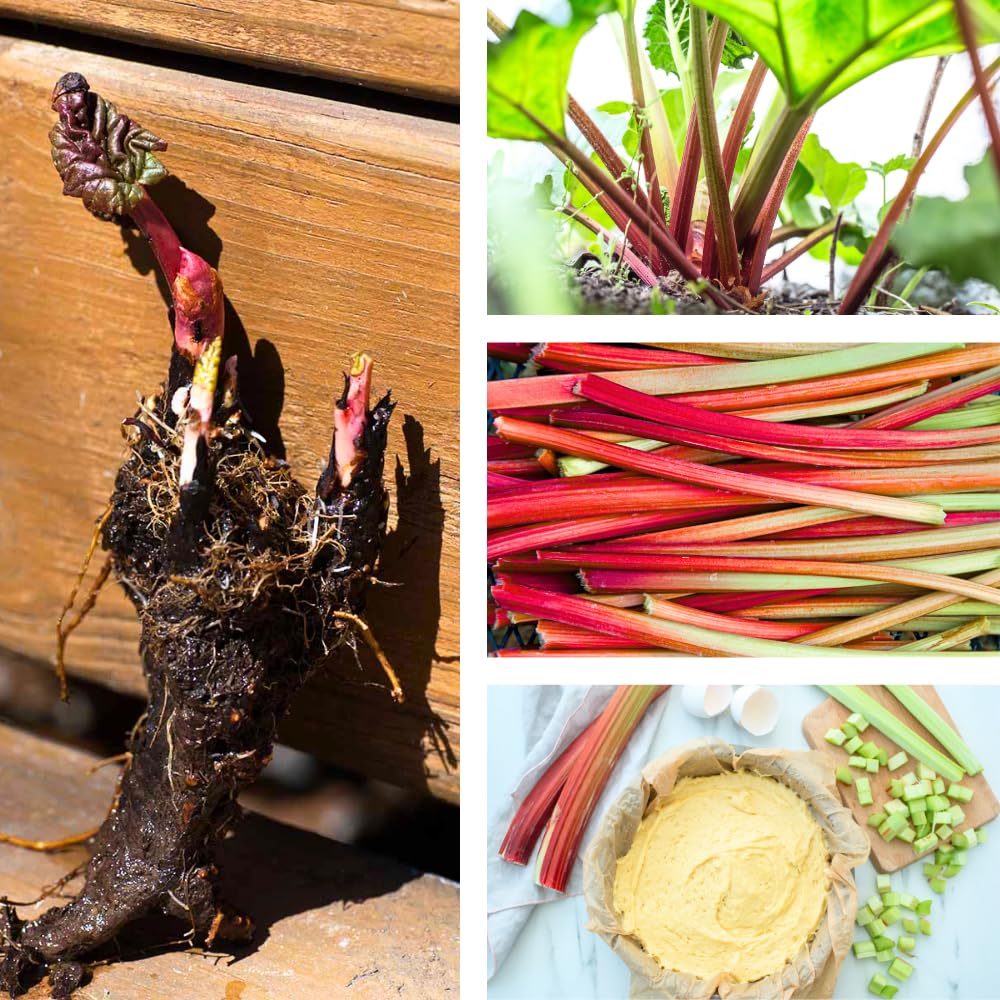 05 Rhubarb Roots for Planting, M Size Red Rhubarb Plants Crown Rhizomes Vegetable for Planting, Hardy Perennial Vegetables
