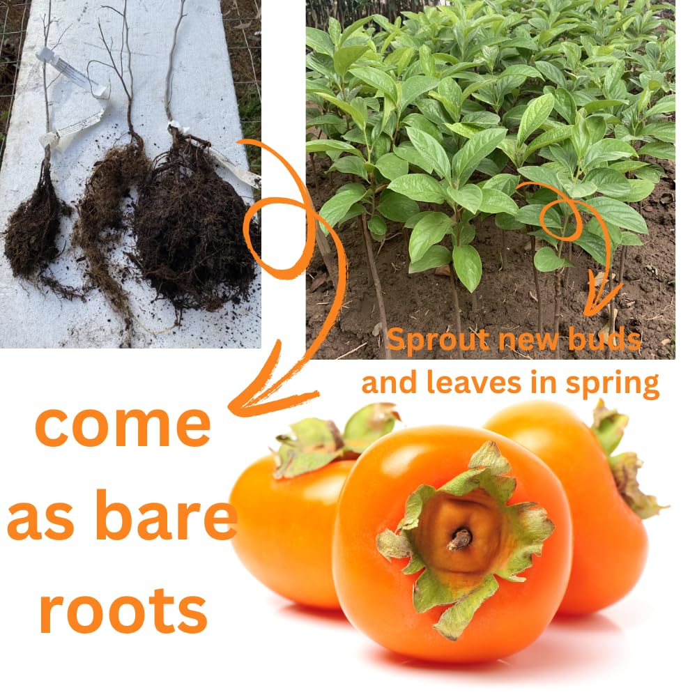 American Persimmon Trees Live Plants, 10-15" Tall, Zone 4-9, Perennial Outdoor Planting, Cold Hardy