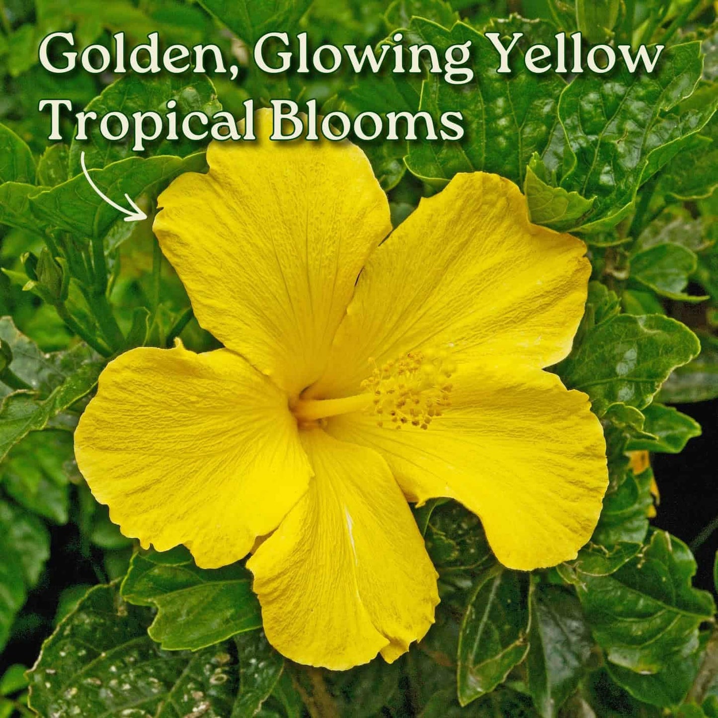 Hibiscus Live Plant - Yellow Hibiscus Bush - Flowering Plants - Yellow Ft. Myers - Overall Height 26" to 28" - (Plant Only)