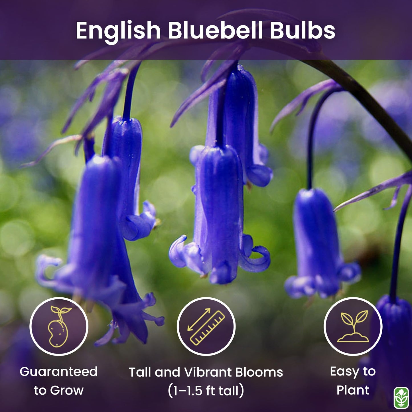 10 English Bluebell Bulbs - Hyacinthoides Non-scripta, Classic Woodland Spring Flowers, Ideal for Naturalizing and Shade Gardens, Woodland Planting. in England, These Make a Glorius Sight