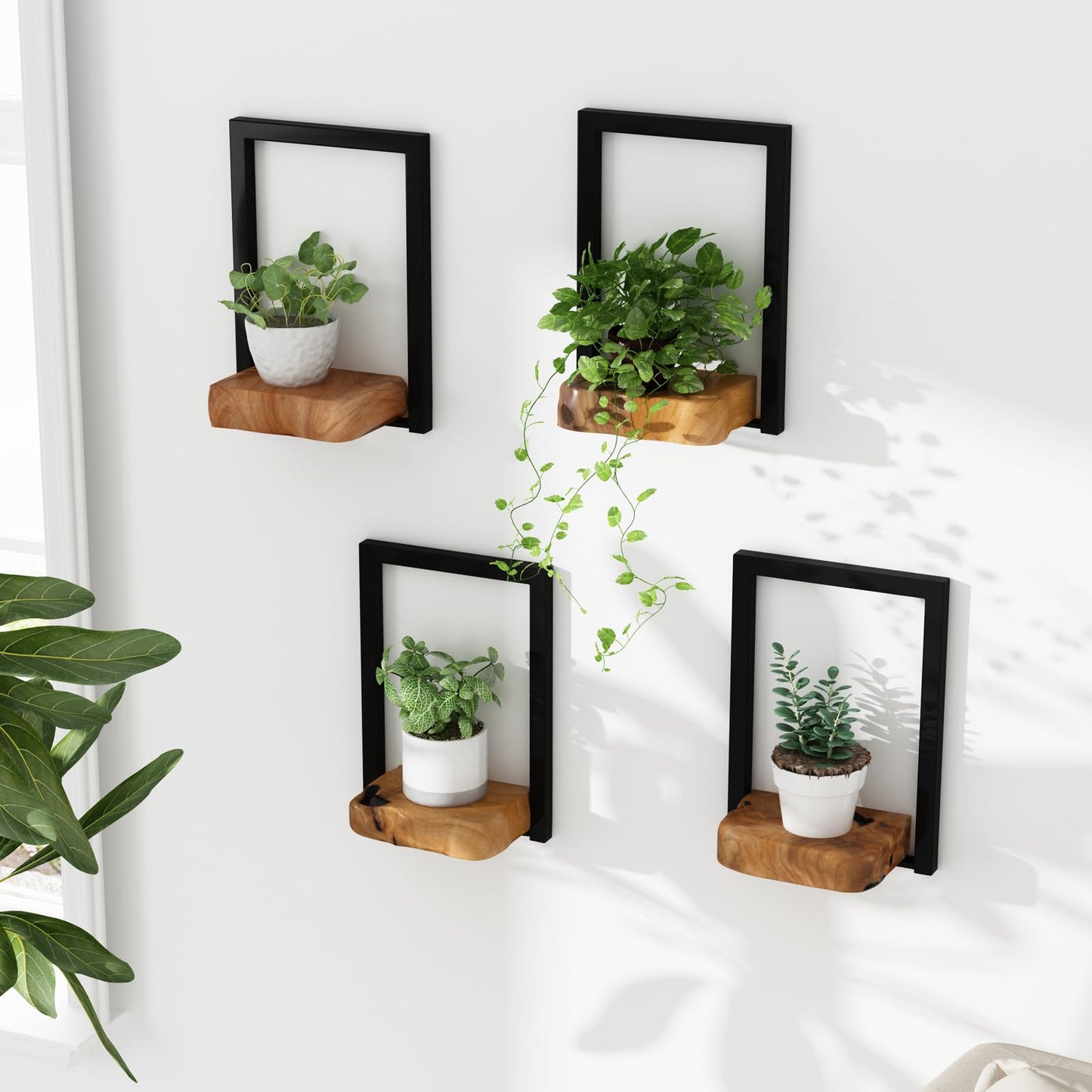 JOLLYMER Natural Edge Cedar Wood 2 Pack Wall Plant Holders, Window Planters Shelves, Indoor Plants Stands, Wall Decor Planter Hanging Shelf,12x9x5 inches