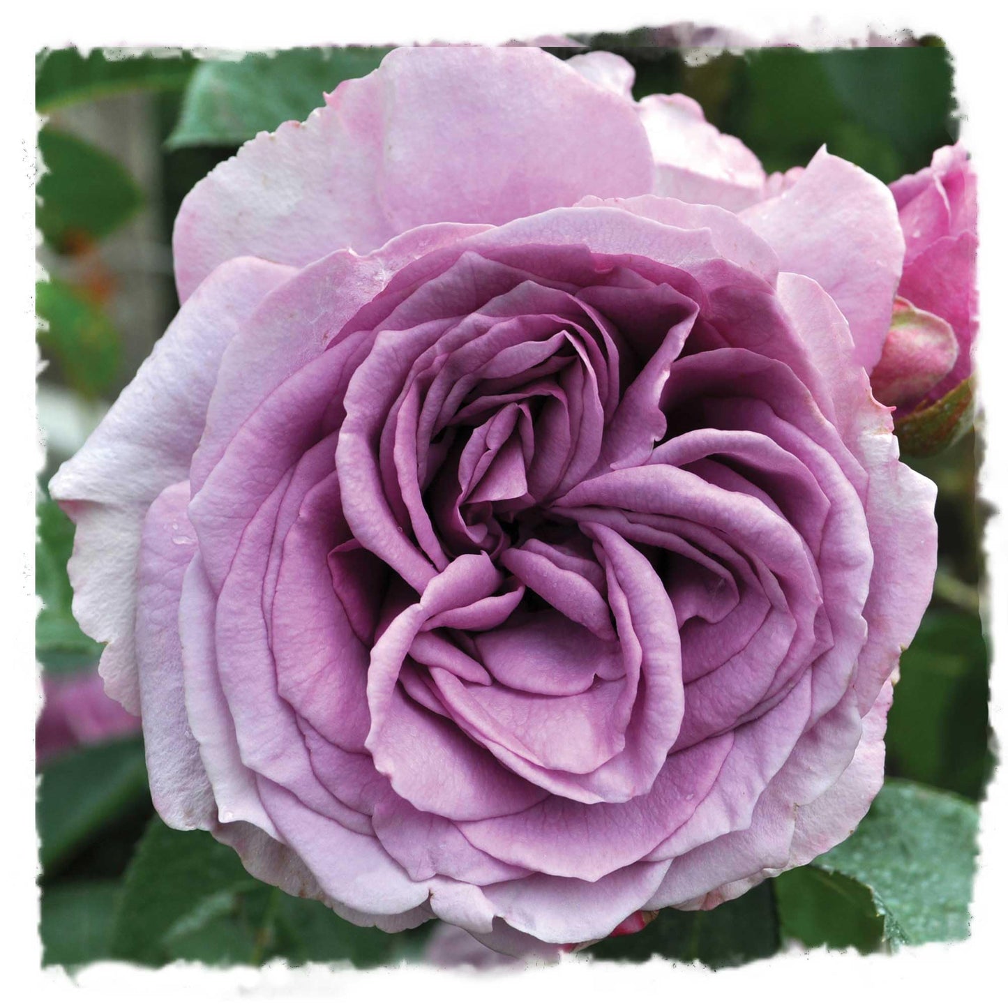 Arborose Quicksilver Climbing Rose Bush - Fragrant Purple Lavender Flowers, Own Root Live Plant, 1.5 Gallon Potted, Hardy Zones 5-9, Repeat Blooming, Stargazer Perennials