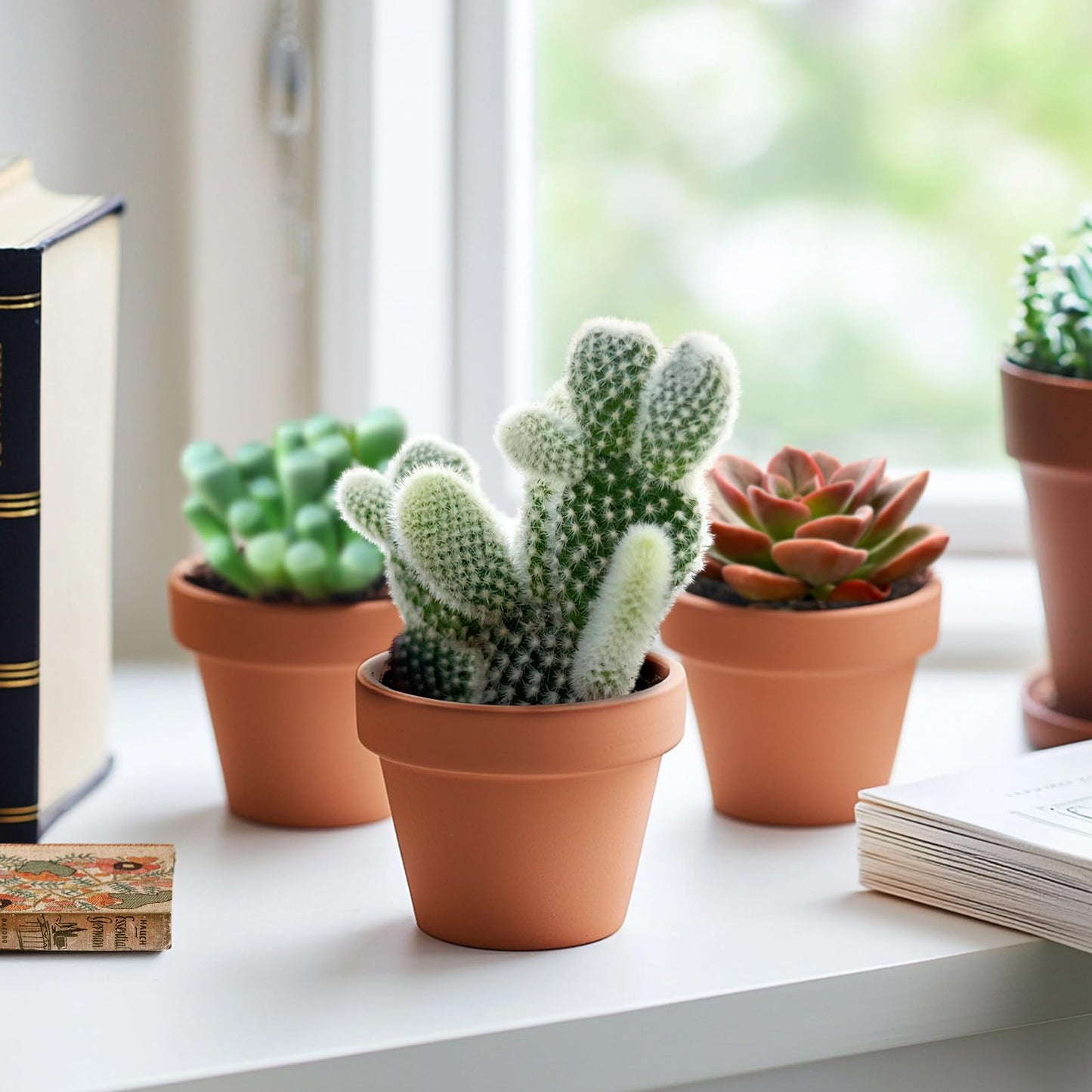 Live Succulent Bunny Ear Cactus, 2 Inch Fully Rooted Potted Plant, Easy Care & Drought Tolerant, Indoor Houseplant for Home Decor