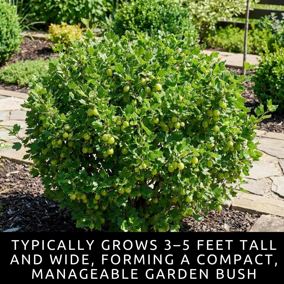 2 Sweet Gooseberry Bush Live Plants to Grow - Well Rooted, Edible Gooseberry Plant Live for Planting Home Garden (2 Plants)