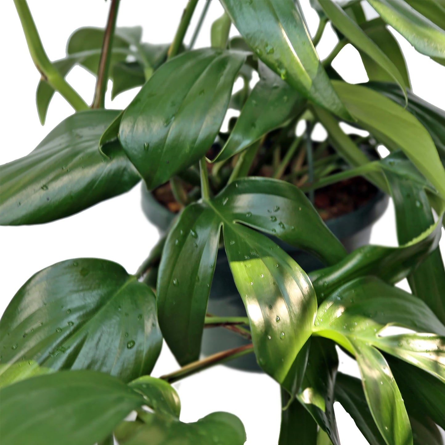 Live Philodendron Dragon Tail, Rare Houseplant, Birthday Gift, Plant Lover Gift, Housewarming Gift, Christmas Gift, Mother's Day Gift, Indoor Potted Plant, Plant Decoration in 8" Hanging Basket