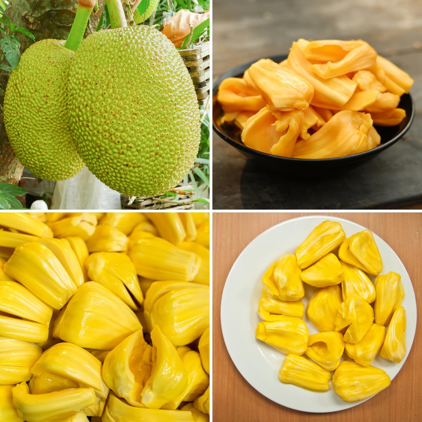 Live Jackfruit Tree Plant in 4 Inch Pot, 6 to 10 Inch, Live Tropical Fruit Plant, Hardy Perennial Jackfruit Tree, Large Sweet Fruits