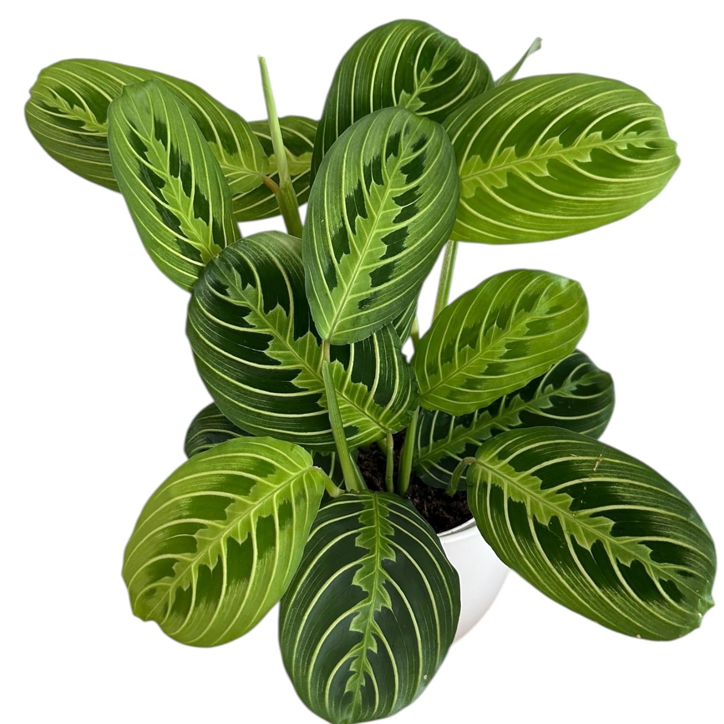 Live Plant, Lemon Lime Maranta Prayer Plant, Pet Friendly, Air Purifying Plant, Easy Care, Easy to Grow Live Indoor Plant, Houseplant, Rare Indoor Plant, Home Décor Pot (White)