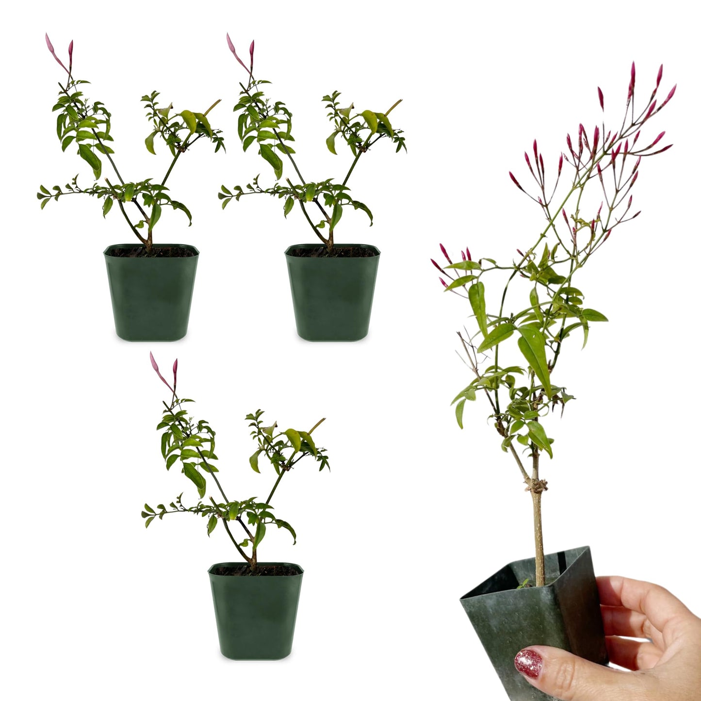 My Shelfie - Mini Pink Jasmine Plant Vine, Jasmine Plant Starter in 2-Inch Pot, Live Plants Outdoor Setting, Jasmine Plant Live Grows to 3-5 Inches, Pet-Friendly, 3-Piece