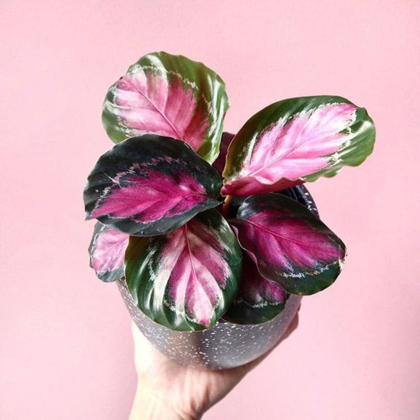 Calathea Crimson Green Prayer Plant - Live Plant in a 2 Inch Pot -Calathea 'Crimson Green' - Starter Plants - Beautiful and Elegant Easy Care Indoor Houseplants from The Nursery