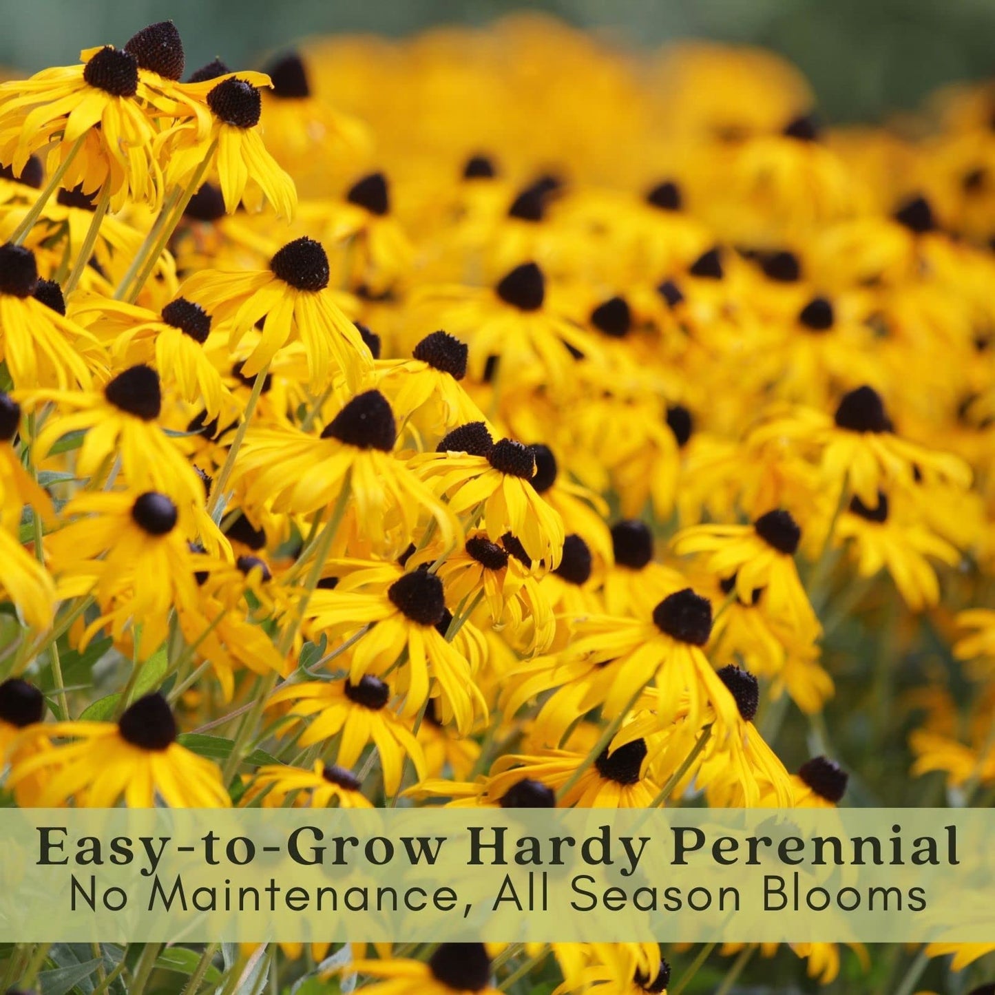 Clovers Garden Black Eyed Susan (Rudeckia) Plants – Two (2) Live Plants – Non-GMO - Not Seeds - Each 4" to 8" Tall – in 4" Inch Pots – Hardy Flowering Perennial, Pollinator Favorite