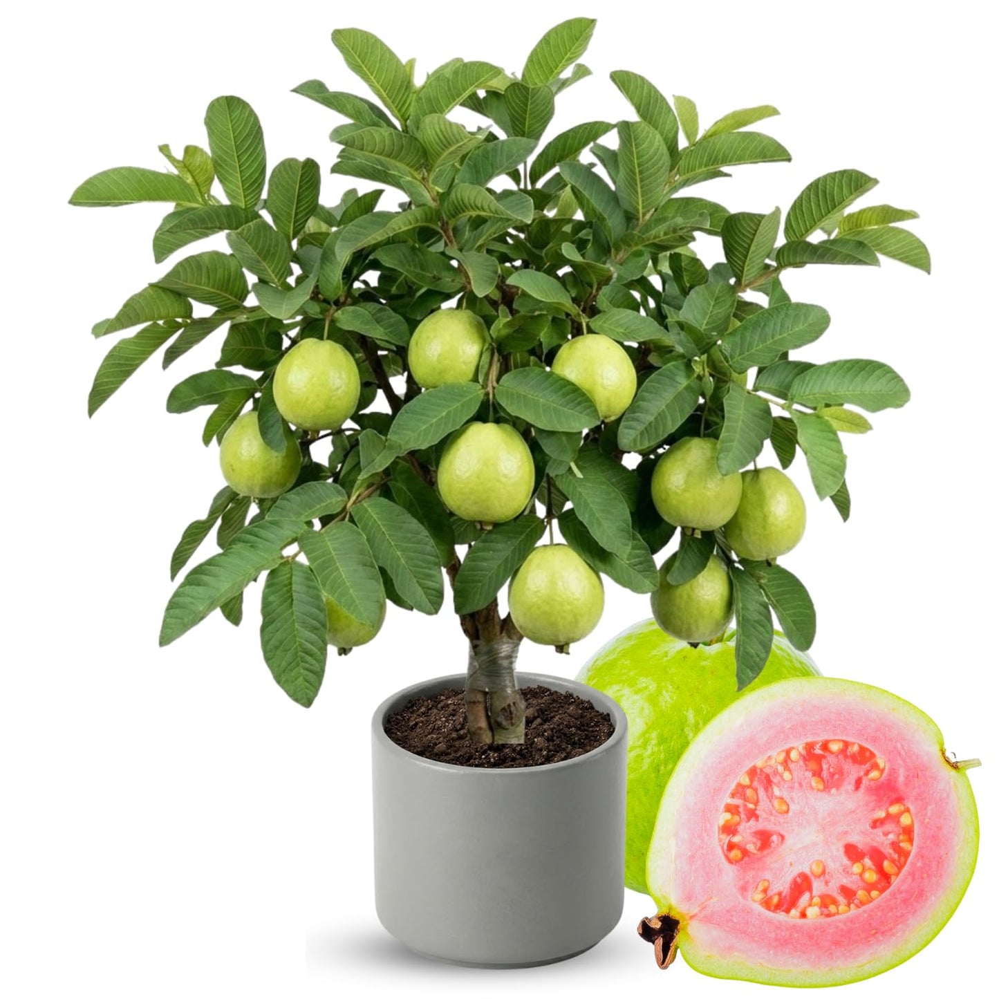 Fruit Bearing Pink Guava Tree Live Plant, 2-3 Feet Tall in Gallon Pot, Grafted Guava Trees for Planting, No CA