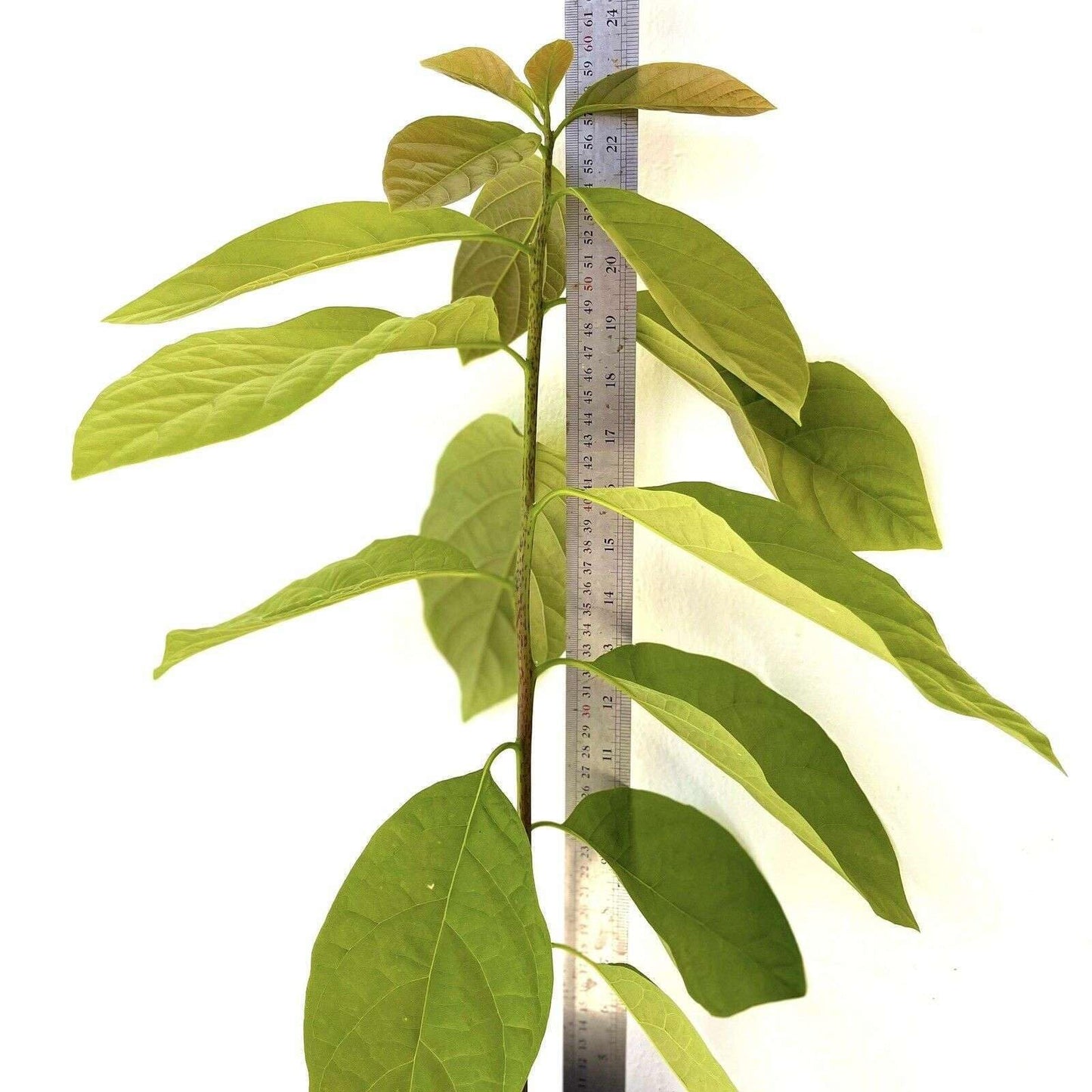 HASS Avocado Tree - Live Big Fruit Tree 12"-24" Tropical Plantae