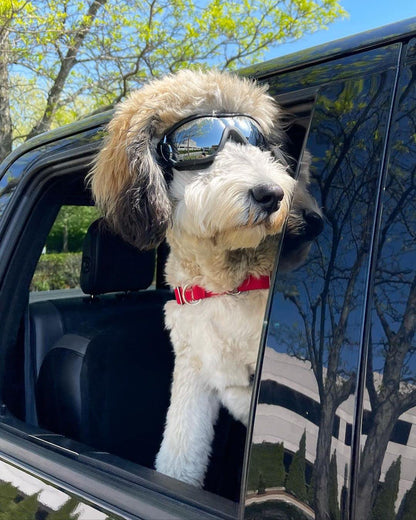 NAMSAN Dog Goggles Medium to Large Dog UV Sunglasses Windproof Anti-Dust Snowproof Pet Glasses with Elastic Straps