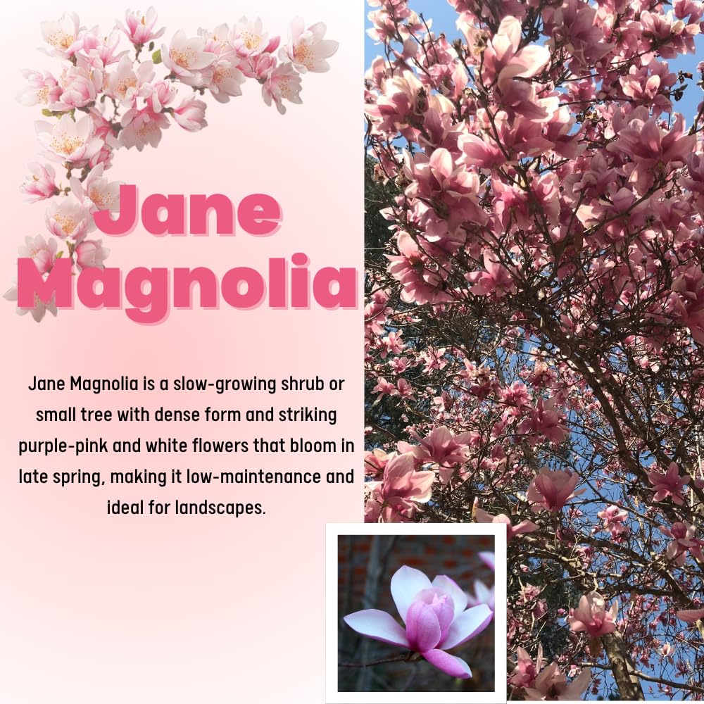 Jane Magnolia Tree Live Plant, 2-3' Tall in 3 Gallon Pot, Hardy Fragrant Flowering Magnolia Plants for Outdoor Gardening, No Ship to CA