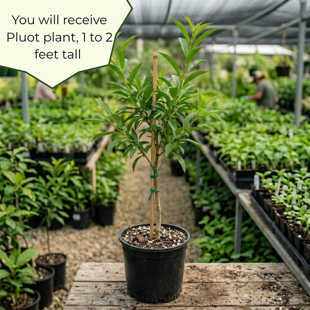 Live Pluot Tree, Sweet Pluot Plant Live, 1-2 Feet Tall, High Yield Plum Tree for Outdoor Planting, No Ship to CA