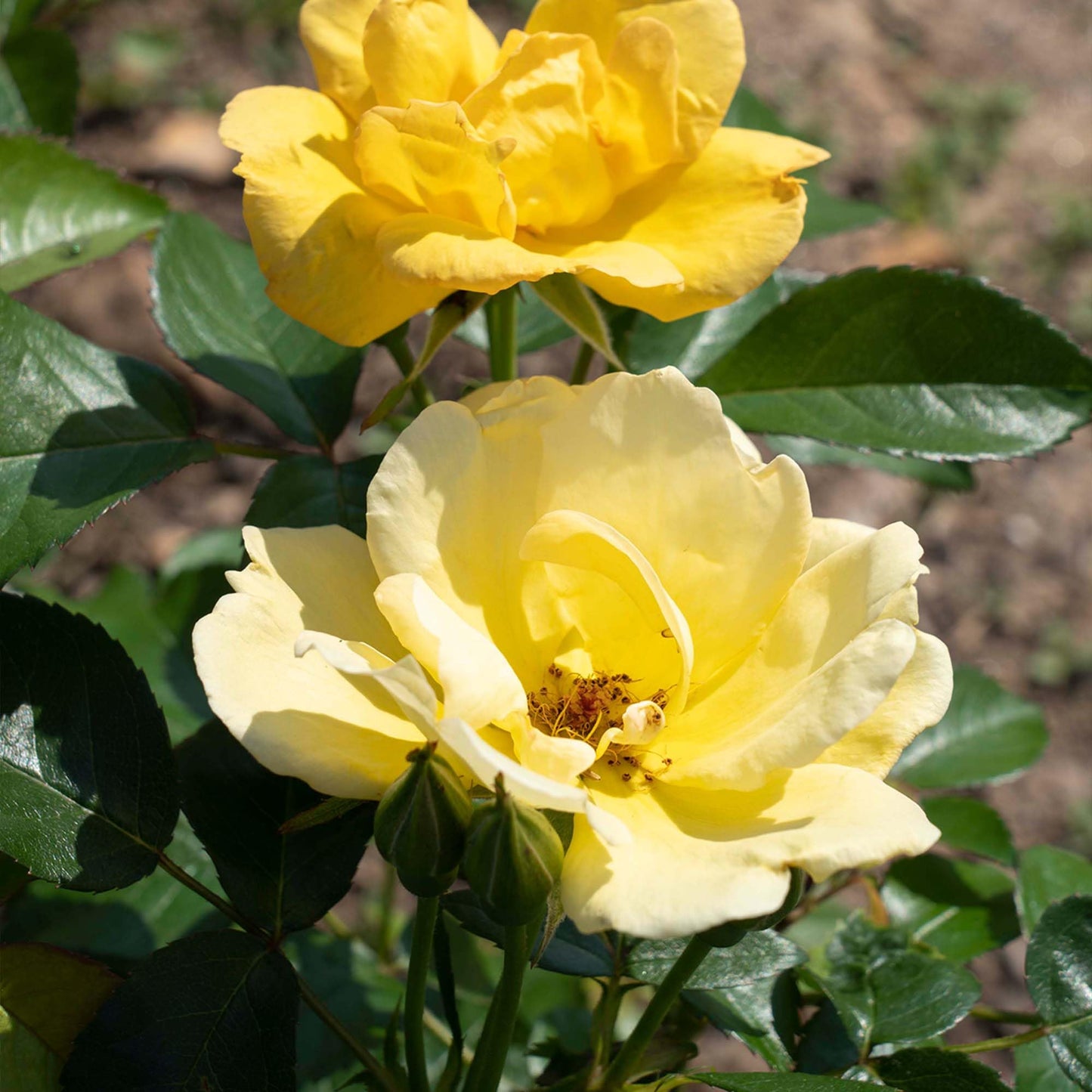Perfect Plants Easy Bee-zy™ Knock Out® Rose Bush 1 Gallon | Live Rose Shrub | Fresh Roses
