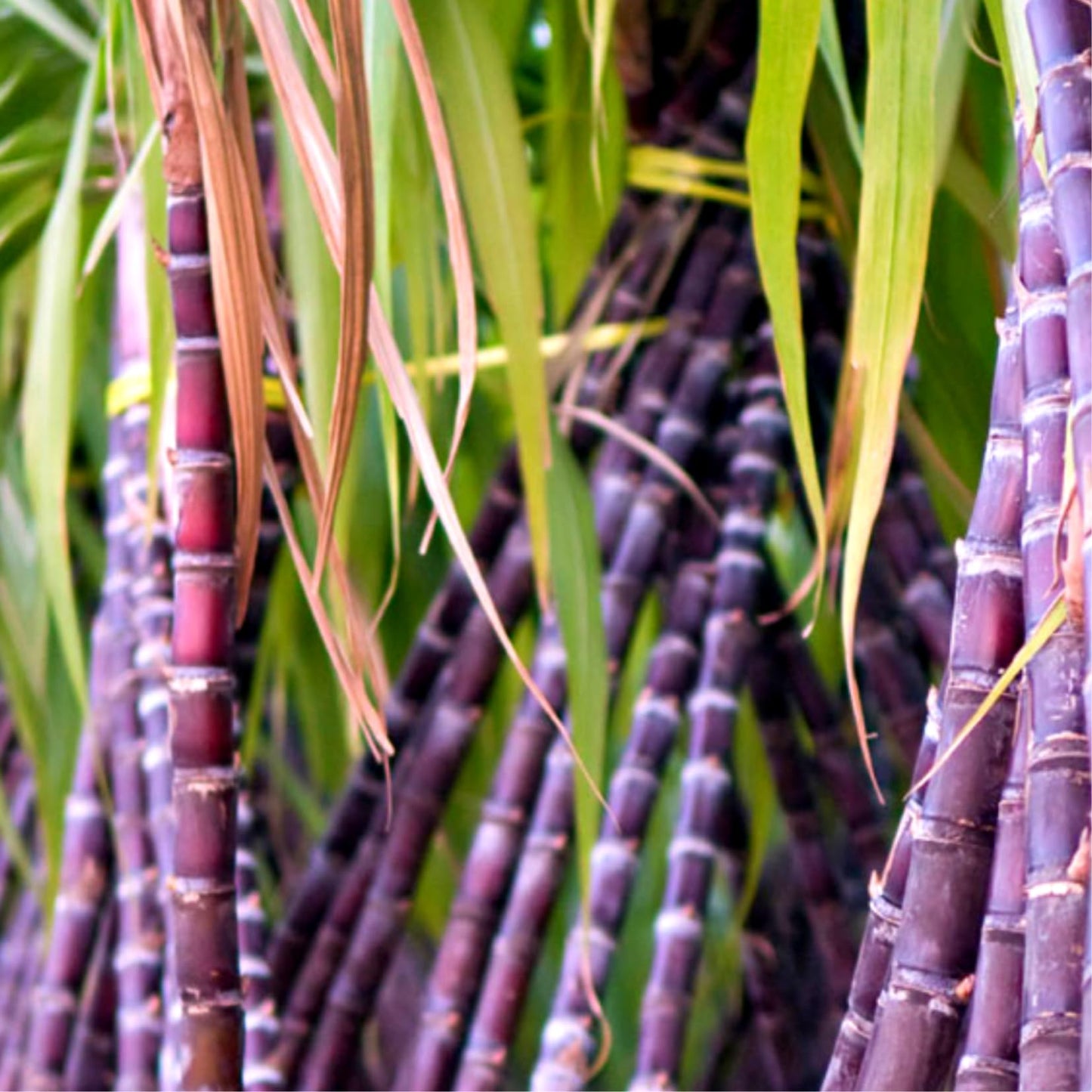 20 Black Purple Sugar Cane Plants Live Cuttings, 1-3 Nodes Ready to Plant, Outdoor Growing Sweet, Fresh Sugar Cane, Fast-Growing