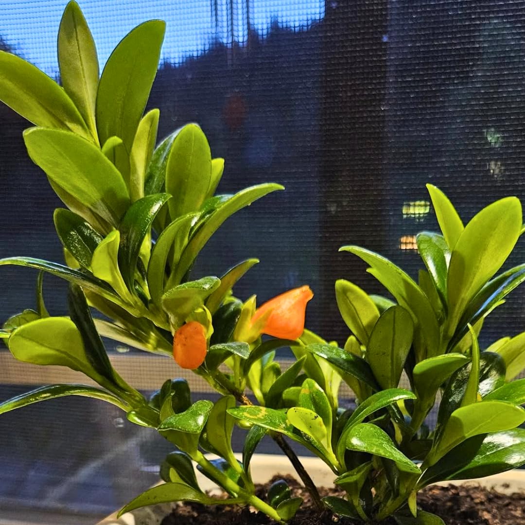 Goldenfish Plant for Planting in 4-Inch Pot | Vibrant Trailing Goldfish Live with Orange Blooms | Perfect for Indoor Displays | Unique Gift for Plant Enthusiasts