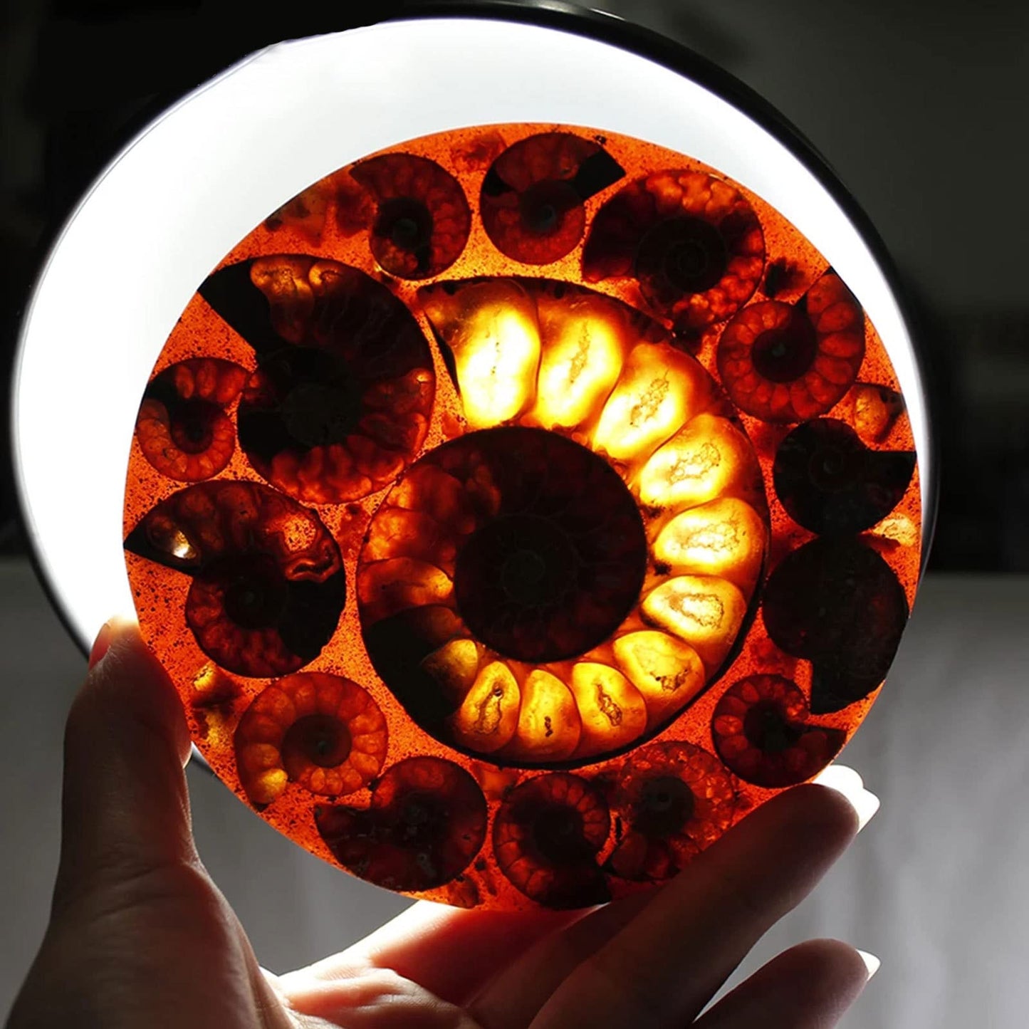 ZHDECOR Natural 11cm Natural Ammonite Shell Plate with Shelf, Mineral from Madagascar Circle Disk, Reiki Crystal Healing Stones Decorations