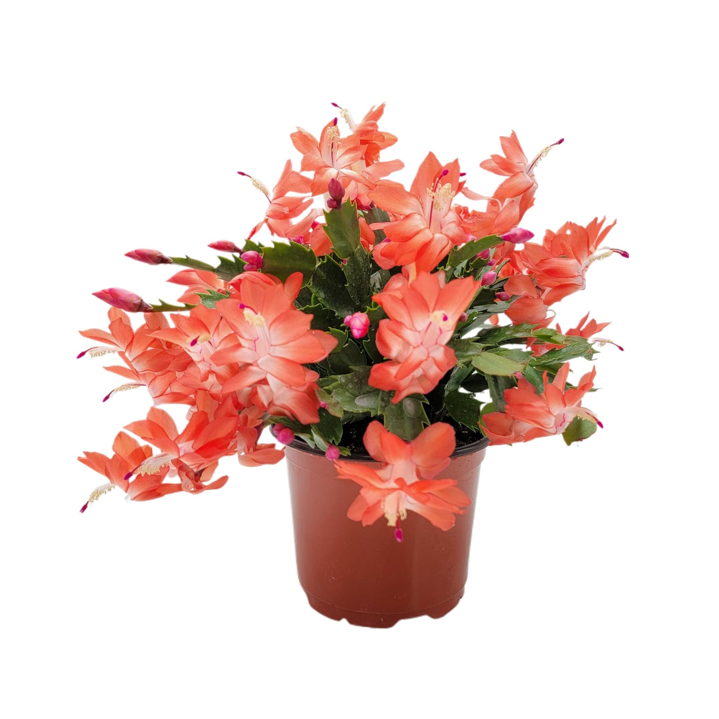 Wonderland Flora Thanksgiving Cactus, Live Indoor Plant, Flowering Houseplant, Orange Seasonal Blooms, 4-Inch Pot, Pet Safe Holiday Decor, Free Heat Pack