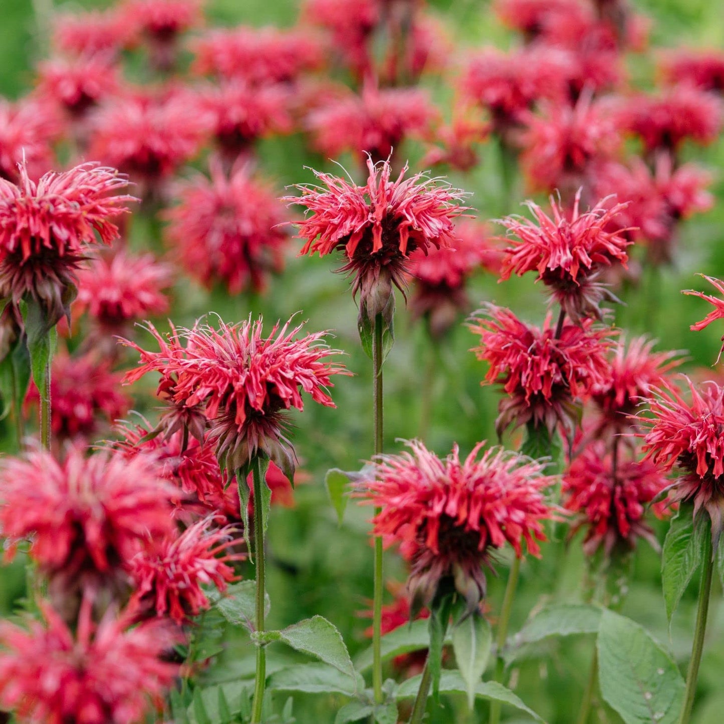 Clovers Garden Bee Balm Jacob Kline (Monarda) Plants – Two (2) Live Plants – Non-GMO - Not Seeds - Each 4" to 8" Tall – in 4" Inch Pots – Hardy Flowering Perennial, Pollinator Favorite (Jacob Kline)