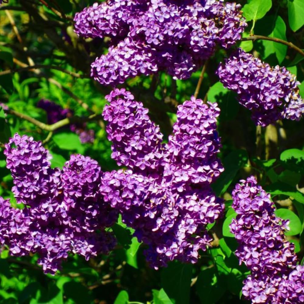 Purple Lilac Plants, Fragrant Purple Syringa Flower, Lilac Bushes Live Plants, 6 to 10 Inch Tall Syringa Shrub for Garden