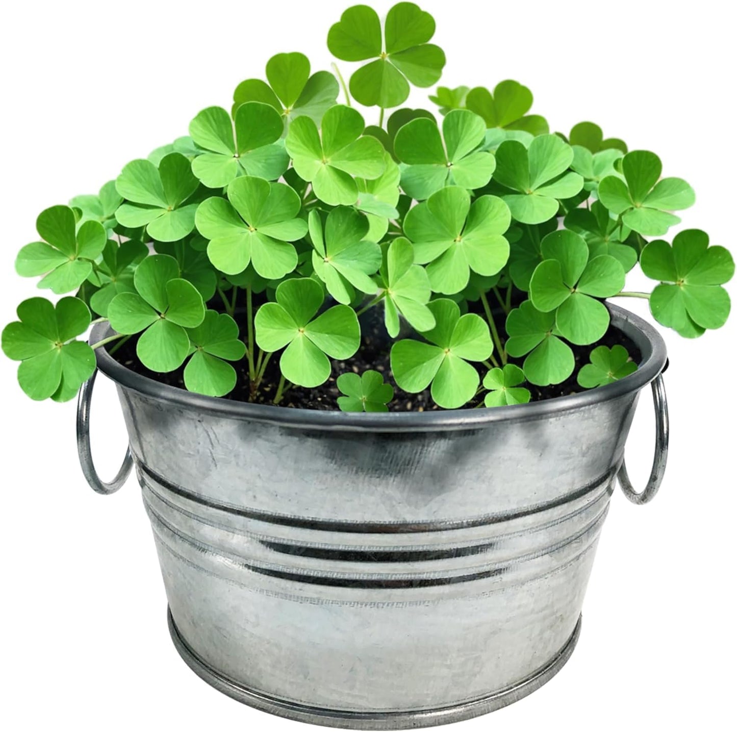 Unique Gardener Grow Your Own Shamrocks Plant Seeds 3-Pack, DIY Indoor Succulents and Live Plants for Home or Garden Planting, Pot O' Good Luck