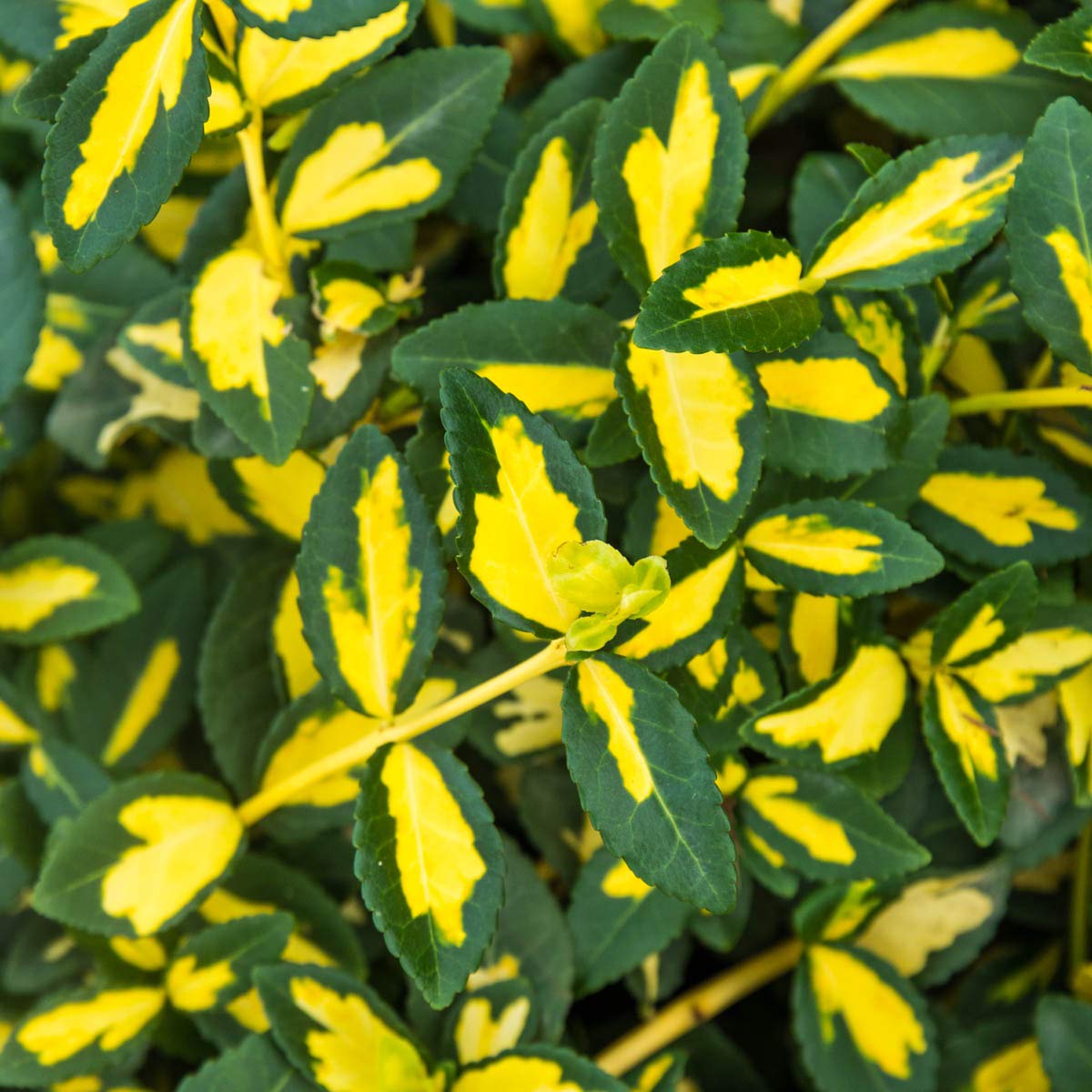GARDENS ALIVE! - Moonshadow Euonymus Dormant Bare Root Broadleaf Evergreen Groundcover Starter Shrub, One Plant per Offer - Due to restrictions Can't Ship to Maryland or Indiana