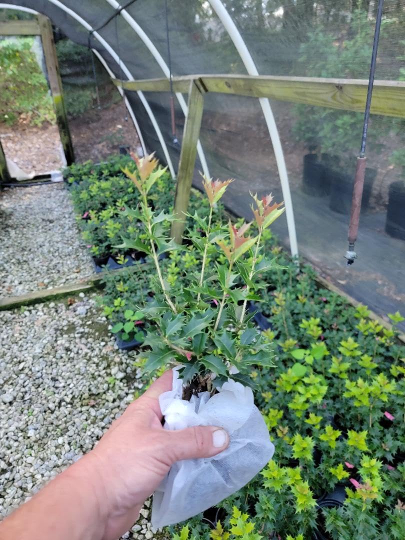 Live Plant - Party Lights Pink Flush Tea Olive (Osmanthus) - Live Plant - (1 Qt)