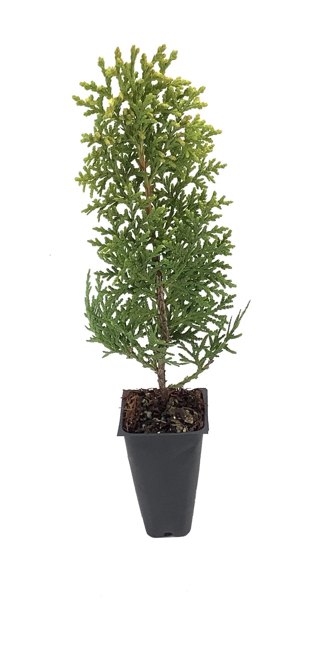Berkman's Gold | 10 Live Plants | Thuja Orientalis | Evergreen Privacy Hedge, Fast Growing Conifer, Low Maintenance Landscaping, Ornamental Foliage, Year-Round Color, Dense Growth, Drought Tolerant