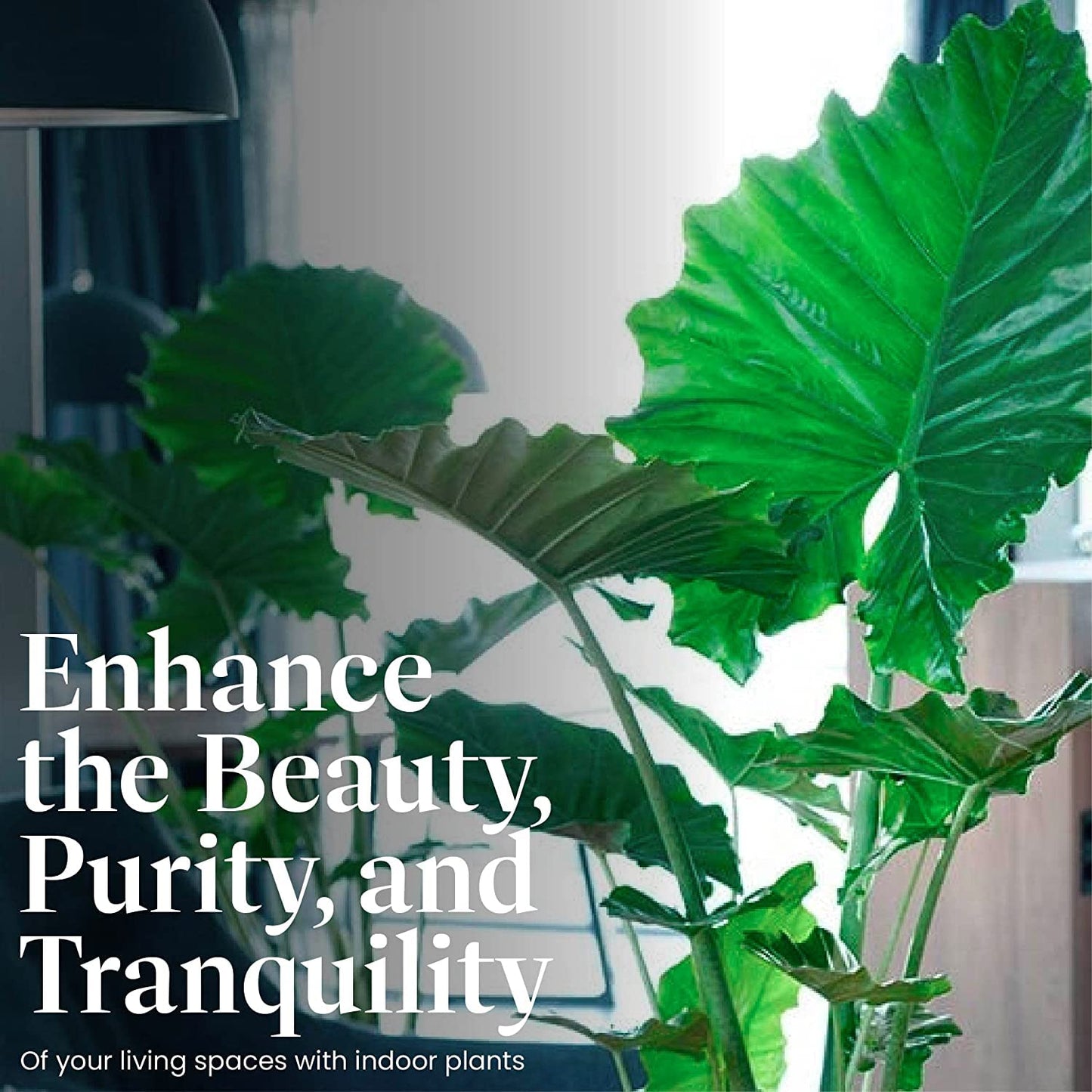 American Plant Exchange Alocasia Elephant Ear – 10-Inch Pot – Live Easy Care Tropical Houseplant, Bold Foliage Indoor or Patio Plant for Home, Office, Garden & Jungle-Inspired Décor