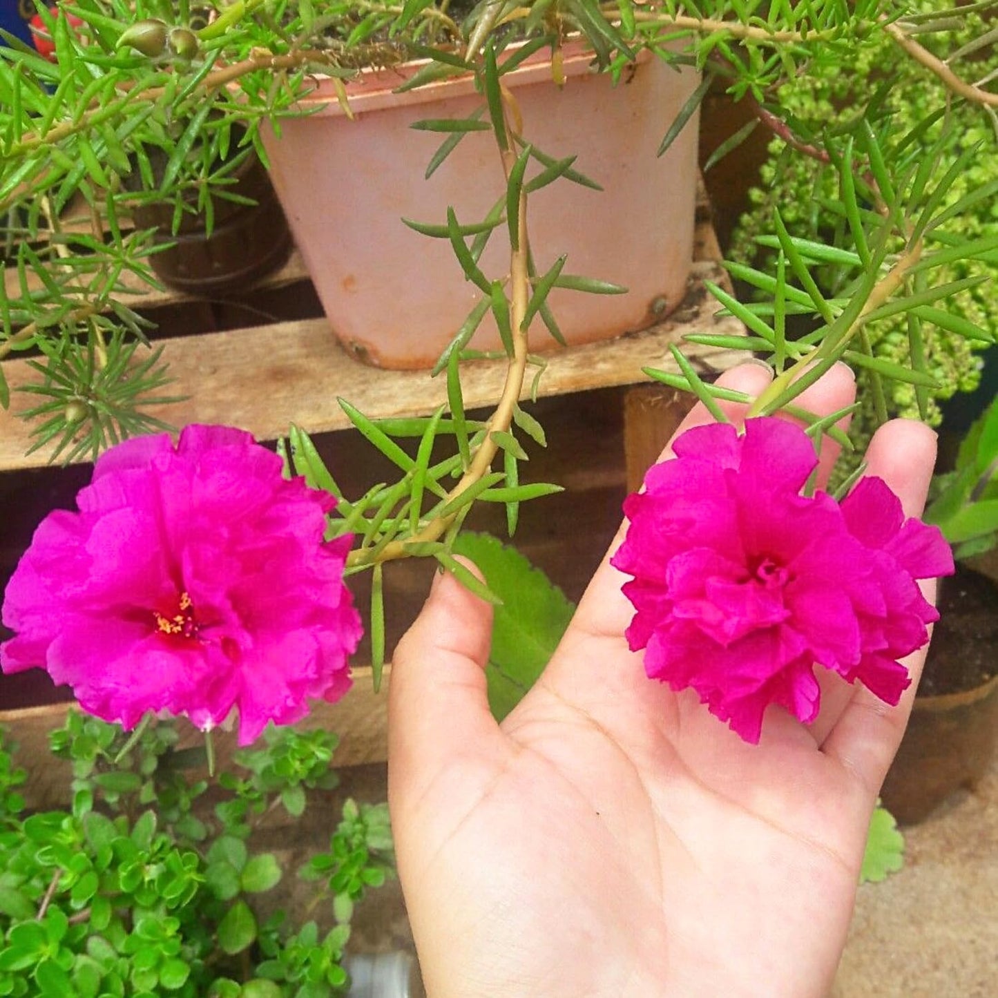 4 Portulaca Plants Live, Moss Rose Flower Plant for Outdoor Garden, Ground Cover Plant for Patio Containers, Borders or Landscape 4-7 Inches (Deep Pink)