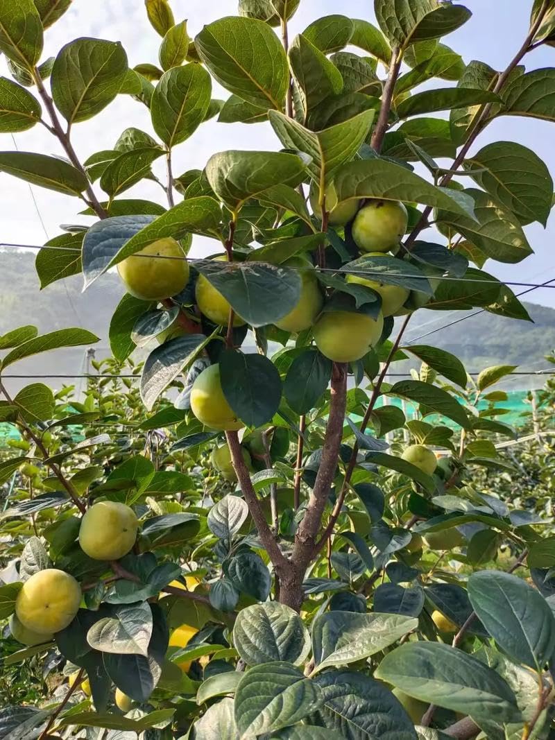 100 Pcs Persimmon Tree Seeds. Japanese Persimmon Fruit Tree Seeds for Planting. Exotic Fuyu Persimmon Seeds, Non-GMO Diospyros Kaki Seeds for Home Gardening