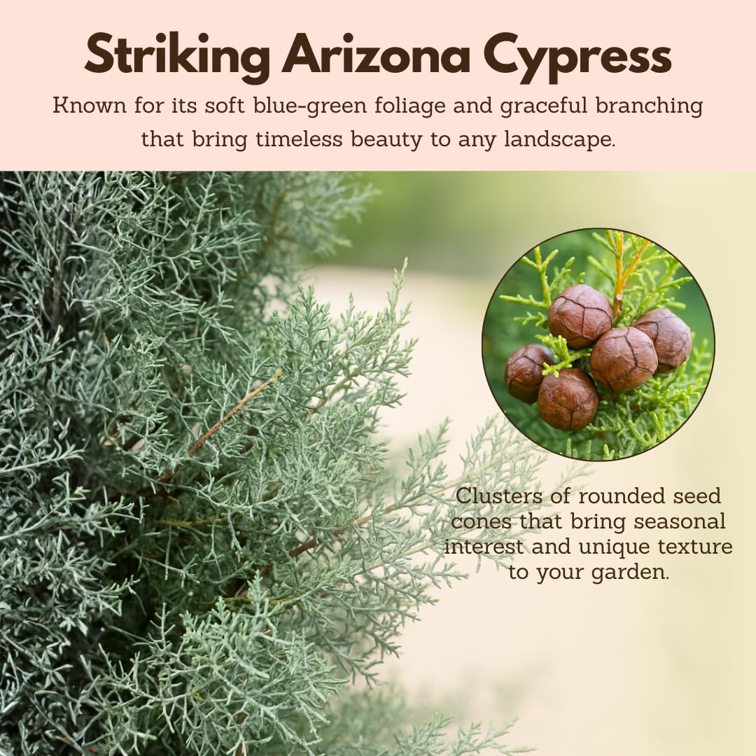 My Shelfie – Arizona Cypress Bonsai Starter Tree (Cupressus arizonica), Live Evergreen Plant for Indoor or Outdoor Bonsai Forest Garden, Home & Living Room Décor (1)