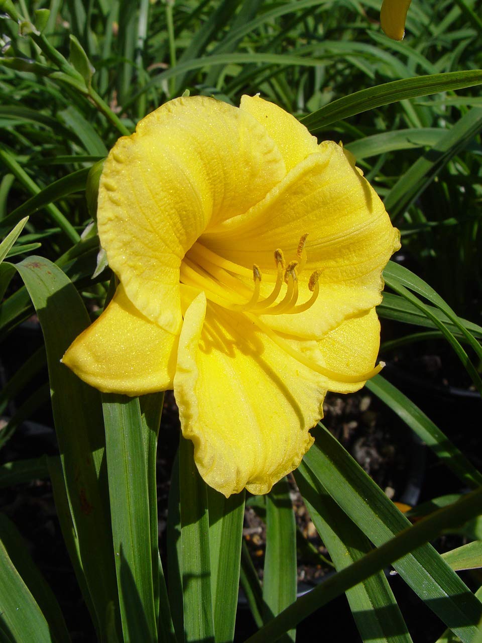 Hemerocallis 'Stella D'Oro' (Daylily) Perennial, yellow flowers, 1 - Size Container