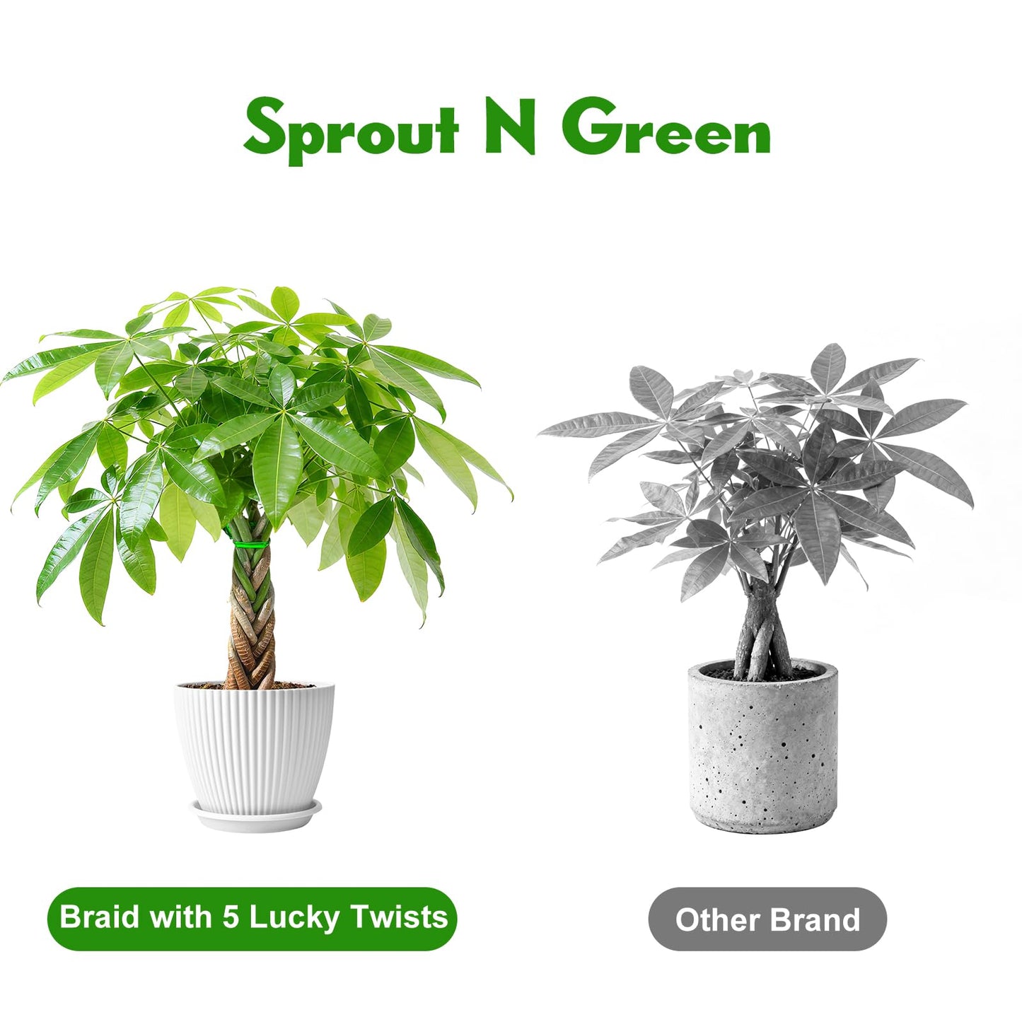 Sprout N Green 8-10" Money Tree with 5 Lucky Braid, Live Plant with White Stripe Pot, Decoration for Indoor Home Office Tabletop Windowsill Side Table, Housewarming Christmas Gift