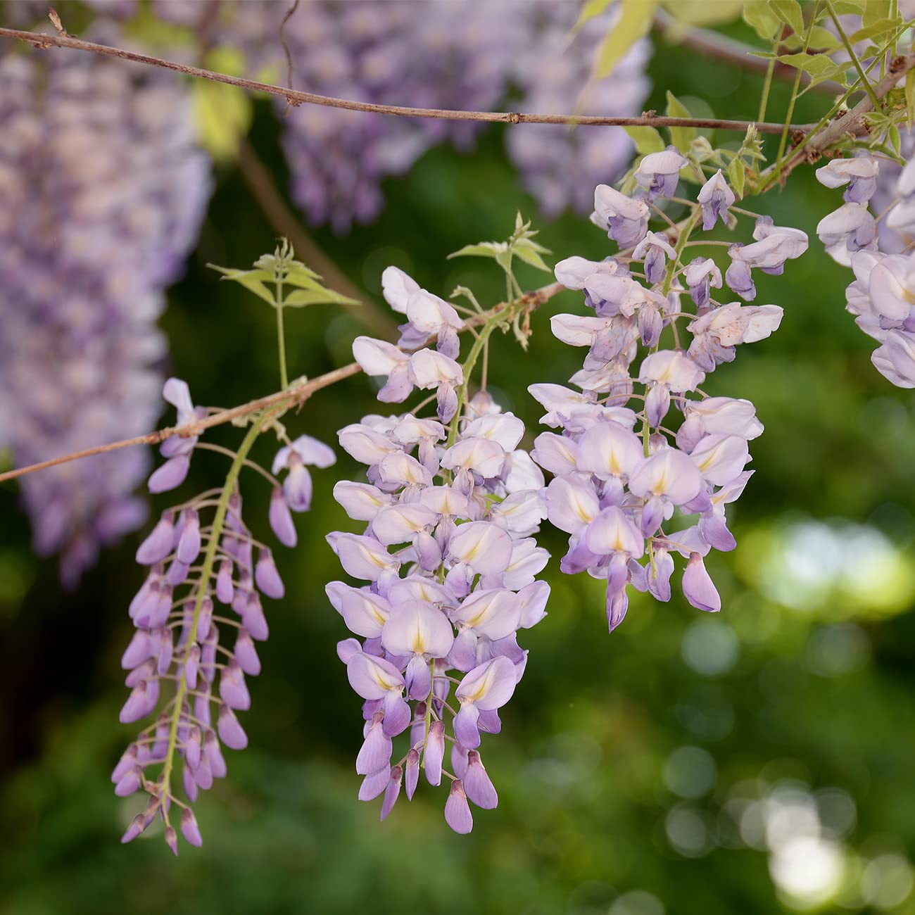 PERFECT PLANTS Blue Moon Wisteria Vine 3 Gallon | Live Shrub for Outdoor Planting | Fast Growing Vines for Trellis or Fence | Beautiful Flowers During Spring & Summer