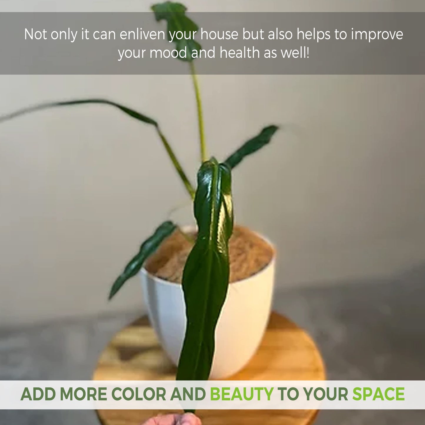 LEAL PLANTS ECUADOR Philodendron Selloum (Pack of 2)| Cut Leaf Live Plant| Variegated Plants|Live Split-Leaf Philodendron| Hibiscus Live Plant|Perfect for Home Decor, Unique Gift for Plant Lovers