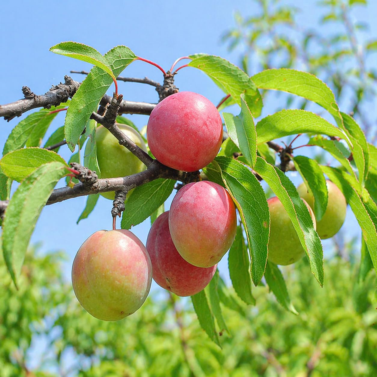 2 Chickasaw Plum Trees/Shrubs - 12-18" Tall Live Plants - Native Fruit Bushes - Prunus angustifolia - (2 Pack)