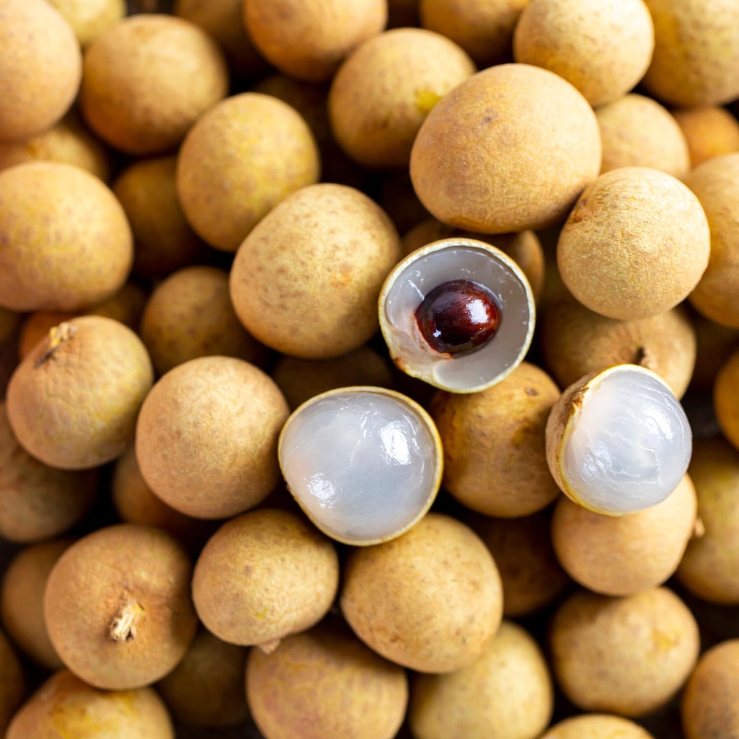 Longan Tree, Live Longan Fruit Plant in 4 Inch Pot, 6-9 Inch Tall Perennial Tropical Fruit Plant for Outdoor Garden
