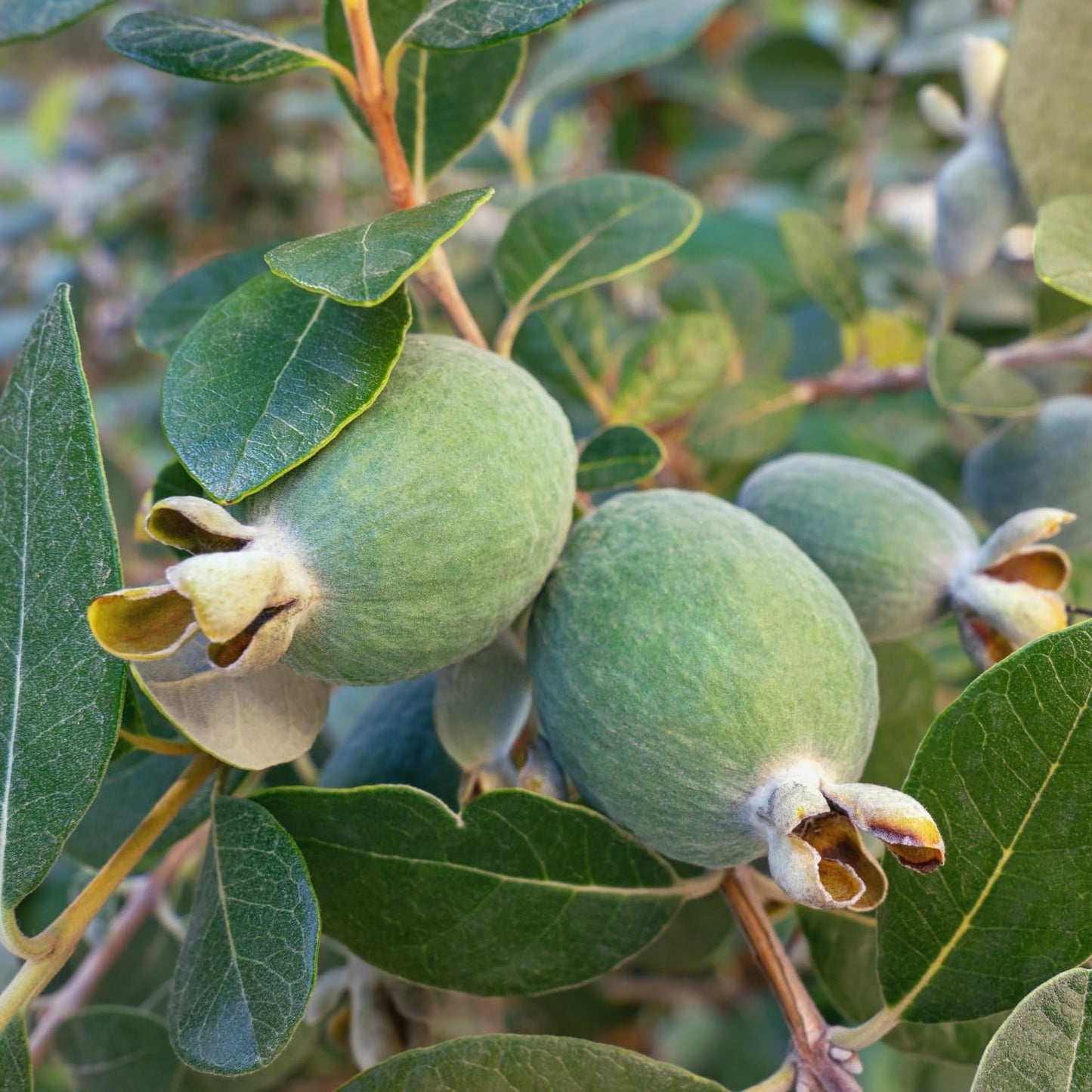 3 Pineapple Guava Live Plants, Pineapple Guava Fruit Trees 4-7 Inches Tall to Grow