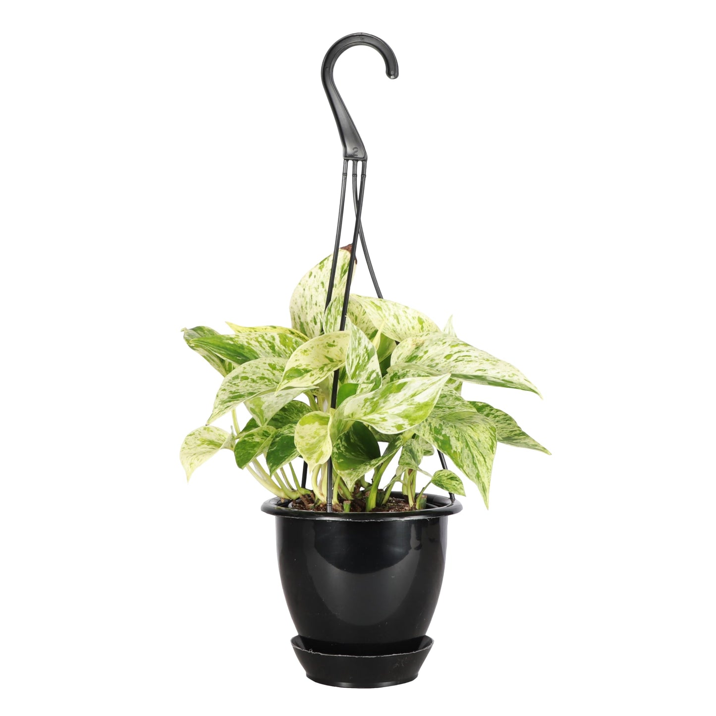 Thorsen's Greenhouse Marble Queen Pothos, Live Indoor Plant, Easy to Grow, Rare Variegated Houseplant, Natural Air Purifier, 4-inch Diameter Pot (Black - Hanging)