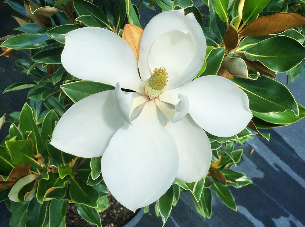 Little GEM Magnolia - Size: 2-3 ft, Live Plant, Includes Special Blend Fertilizer & Planting Guide