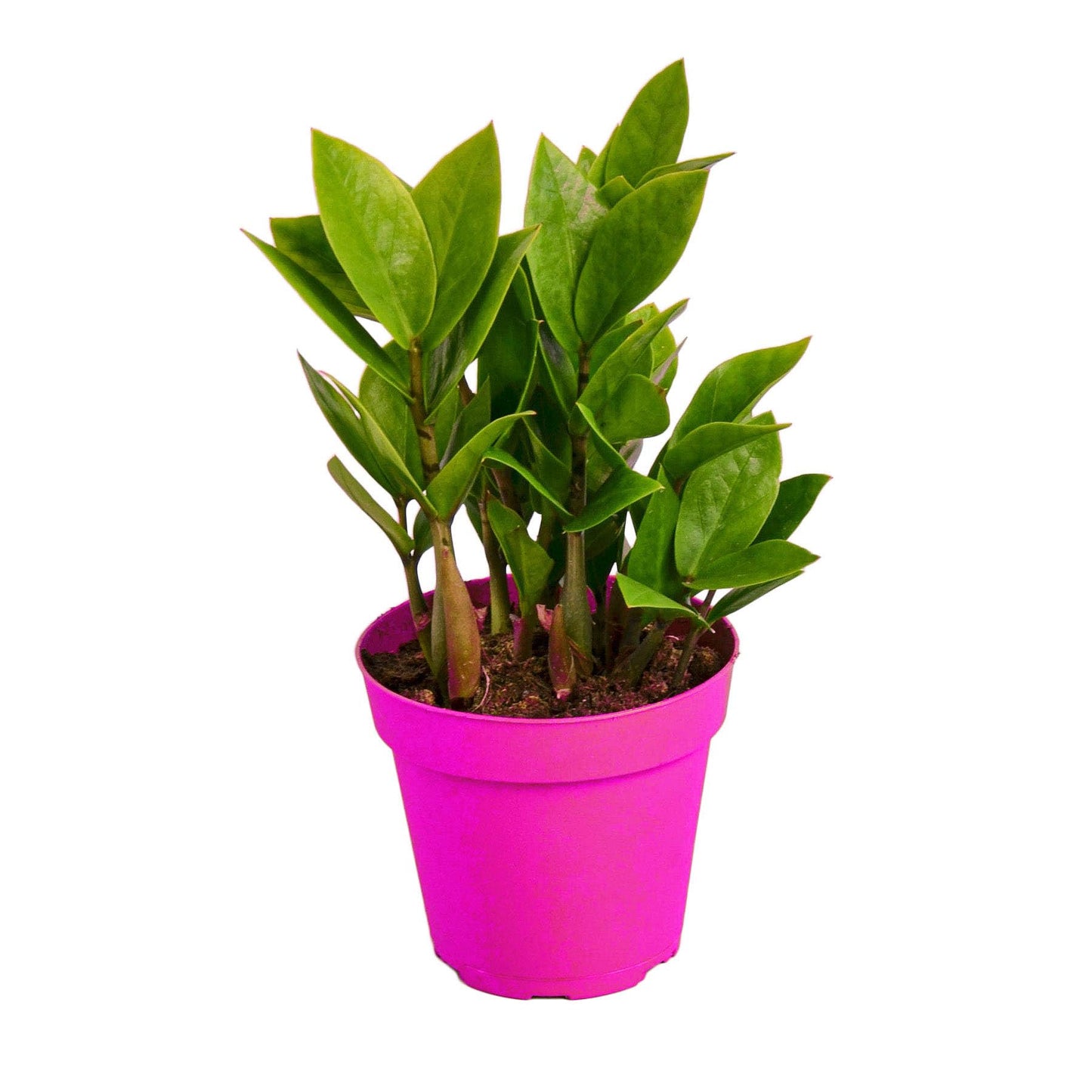 Zamioculcas Zamiifolia ZZ in 3in Pot - Live Plants Tropical Houseplants | Variegated | USA Growers | The Snobby Leaf