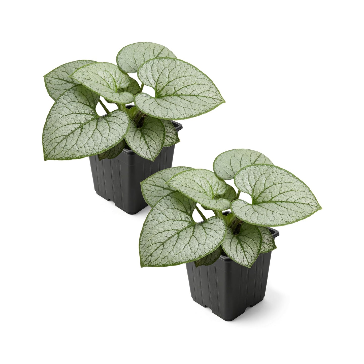 Live Brunnera 2-Pack – Silver Heart – Shade Perennial with Variegated Leaves, Blue Spring Flowers, 10” Tall, 1 Qt Pot