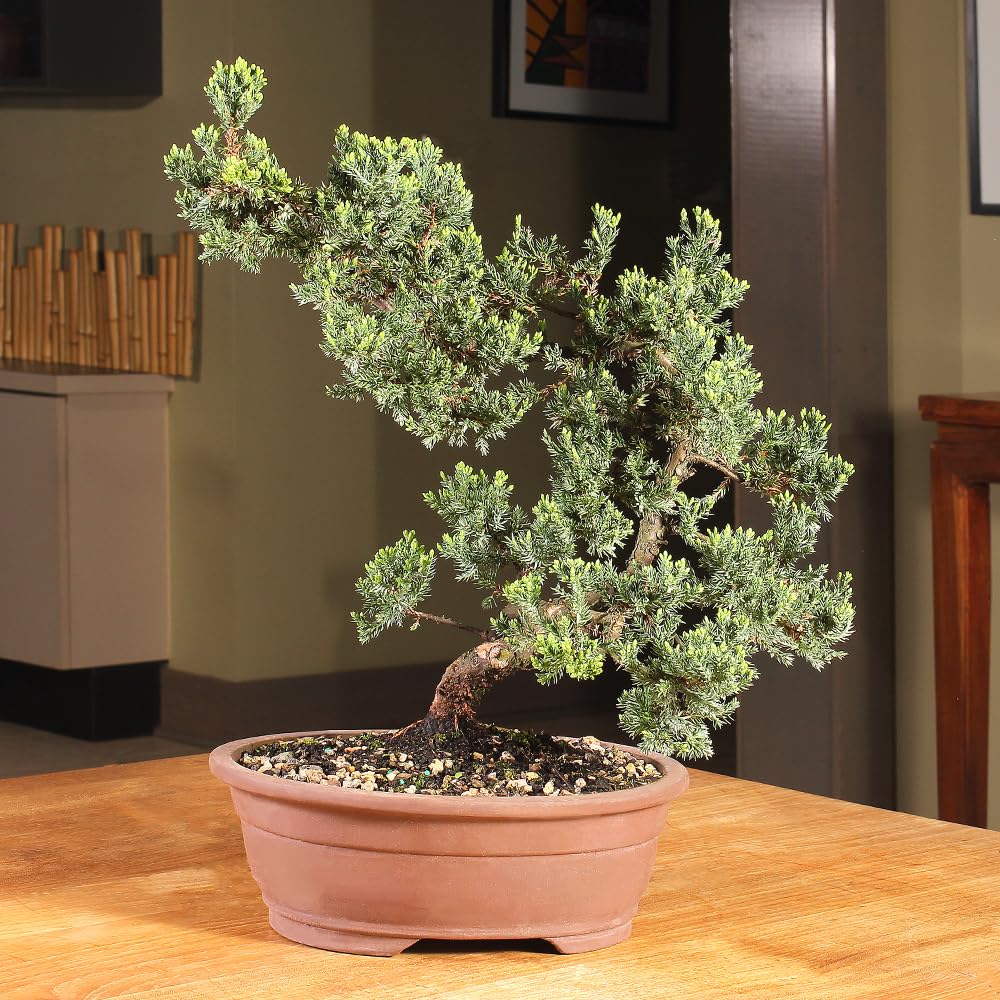 Brussel's Bonsai Live Green Mound Juniper Bonsai Tree - Large, 7 Year, 12 to 16 Inches - Outdoor Bonsai Tree Live with Bonsai Pot