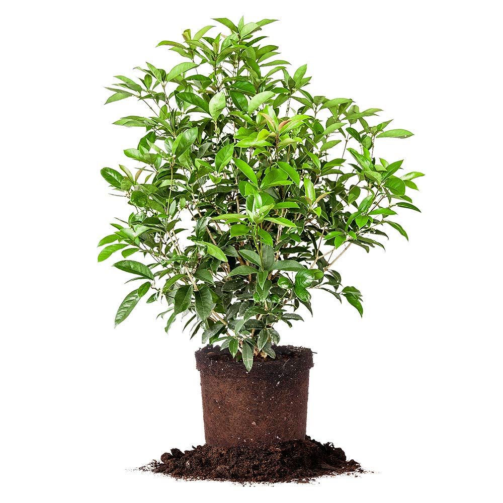 Perfect Plants Tea Olive Live Plant, 7 gallon, Includes Care Guide