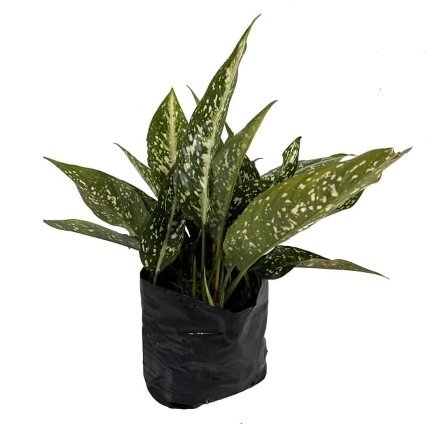 LEAL PLANTS ECUADOR Aglaonema Perdiz| Vibrant Chinese Evergreen | Easy-Care Indoor Plants | Lush Tropical Décor | Air-Purifying Houseplants | Ideal for Bright Spaces
